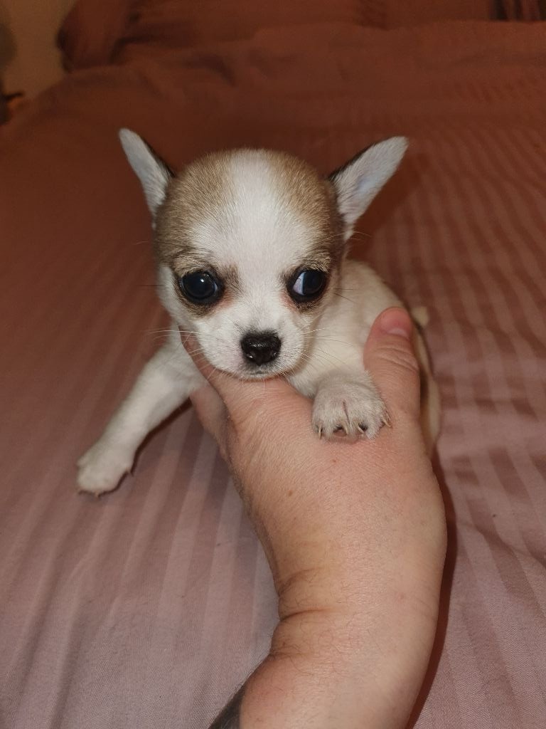 Lovely Pink Chihuahua - Chiot disponible  - Chihuahua