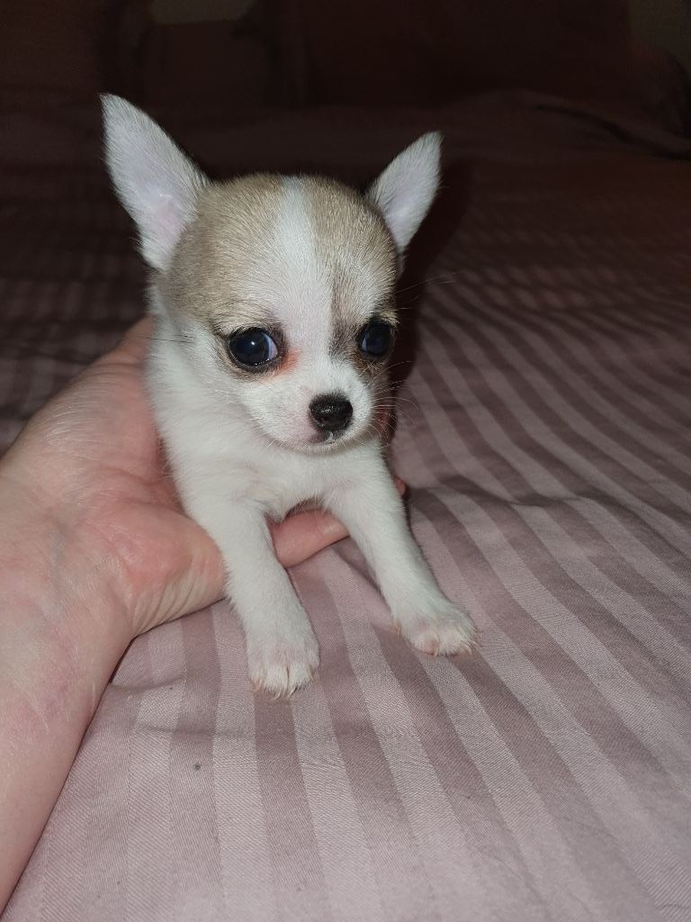 Lovely Pink Chihuahua - Chiot disponible  - Chihuahua