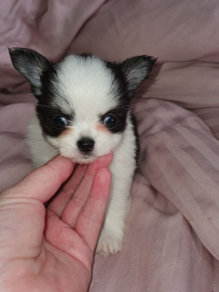 Lovely Pink Chihuahua - Chiots disponibles - Chihuahua