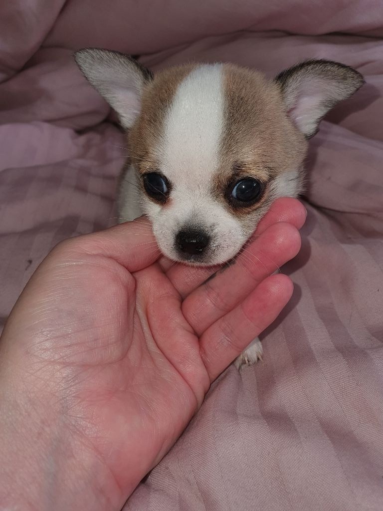 Lovely Pink Chihuahua - Chiots disponibles - Chihuahua