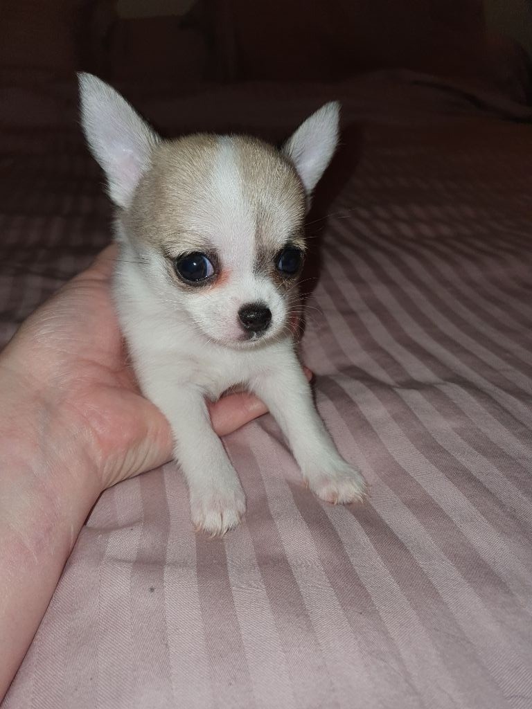 Lovely Pink Chihuahua - Chiots disponibles - Chihuahua